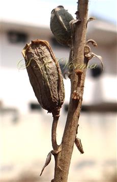  Capsule